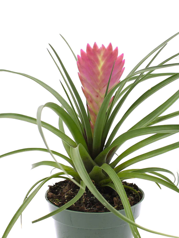 Tillandsia Cyanea Plant or Pink Quill,Wallisia Cyanea"White flower" with Green coloured leaves and Pink Cuticle with White Flower coloured flower 