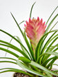Tillandsia Cyanea