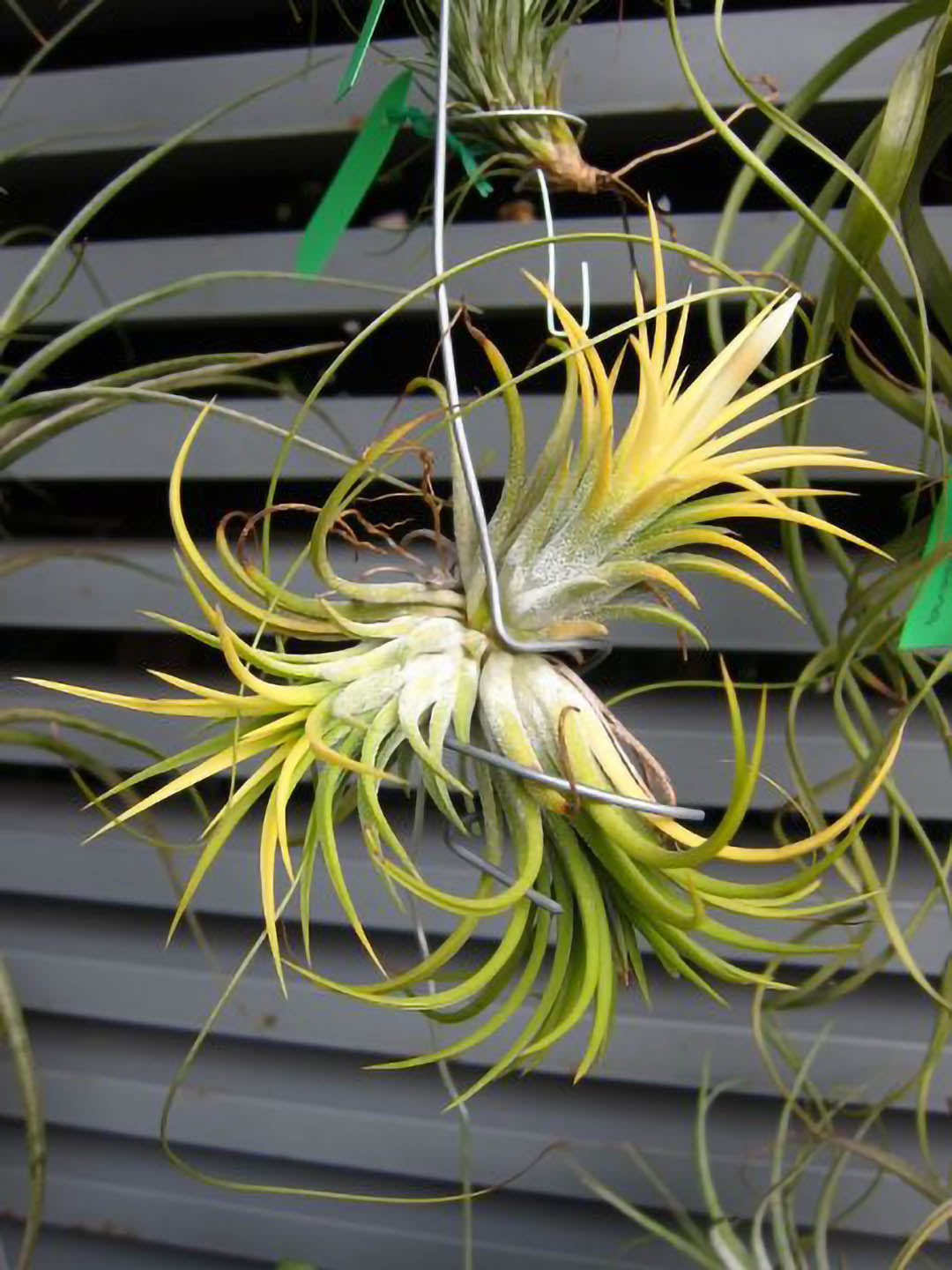 Tillandsia Lonantha Plant or Blushing Bride Airplant with Green coloured leaves and Pink, Red, Violet Blue coloured flower 