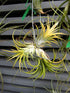 Tillandsia Lonantha Plant or Blushing Bride Airplant with Green coloured leaves and Pink, Red, Violet Blue coloured flower 