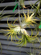 Tillandsia Lonantha Plant or Blushing Bride Airplant with Green coloured leaves and Pink, Red, Violet Blue coloured flower 
