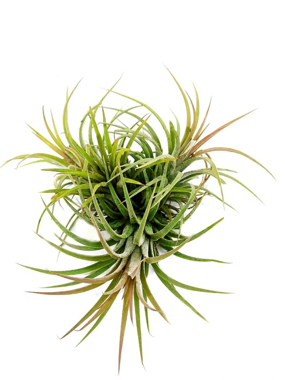 Tillandsia Lonantha
