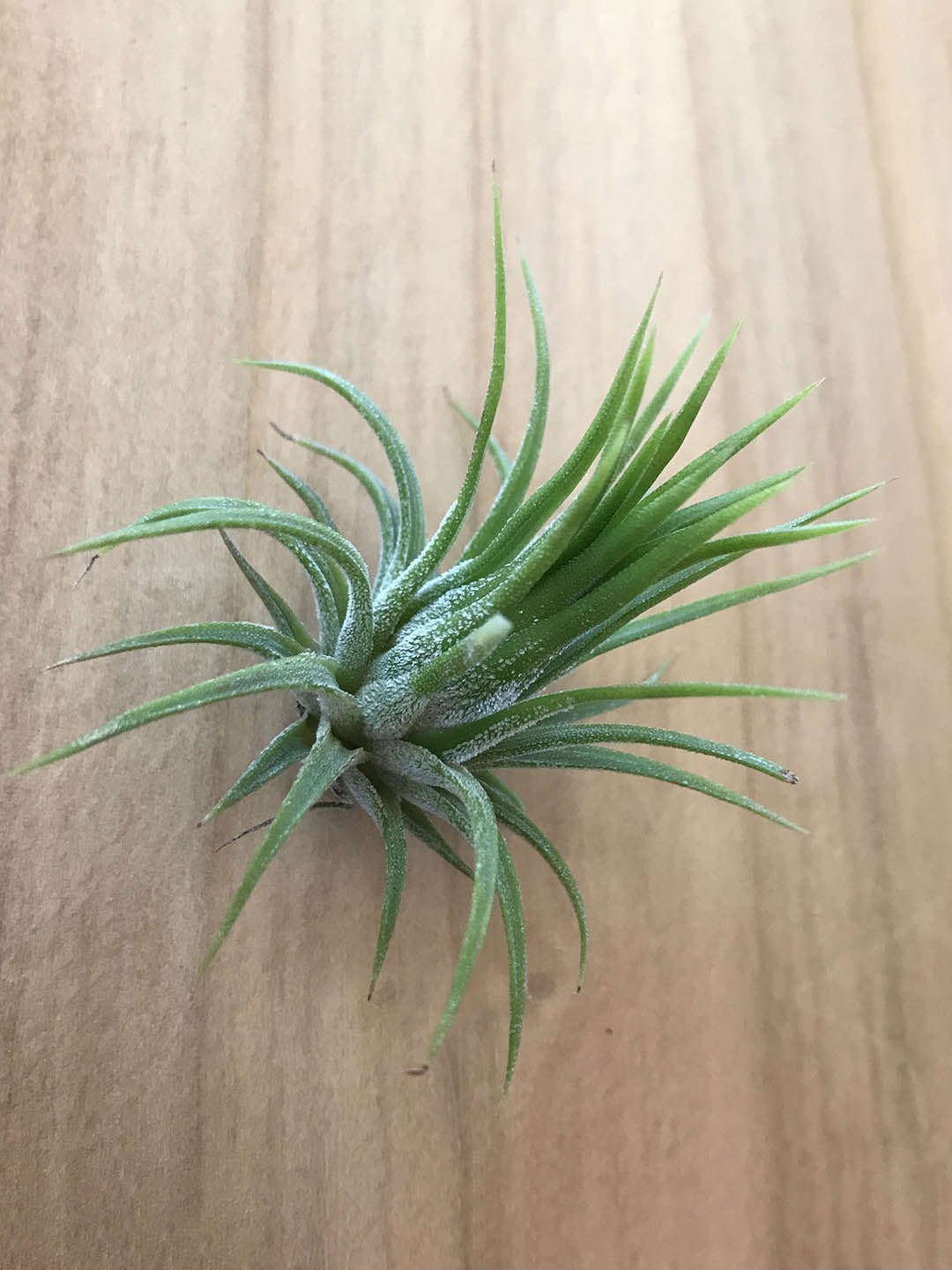 Tillandsia Lonantha