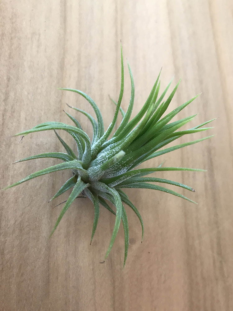 Tillandsia Lonantha