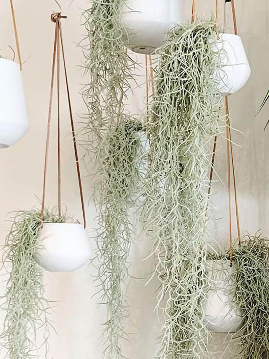 Tillandsia Usneoides Plant or Tillandsia Spanish Moss with Green, Grey/Red coloured leaves and Green coloured flower 