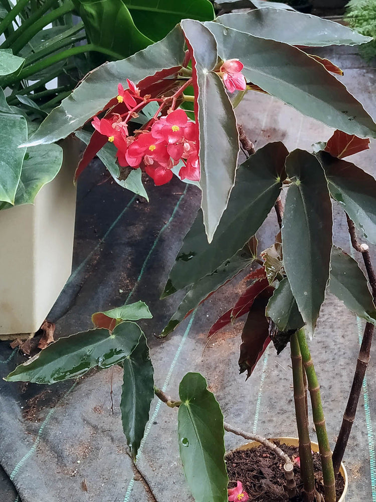 Begonia Angel Wing Plant or Begonia Torch with Emerald Green coloured leaves and Red coloured flower 