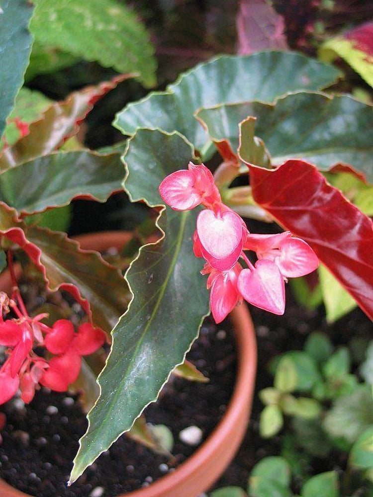 Begonia Angel Wing