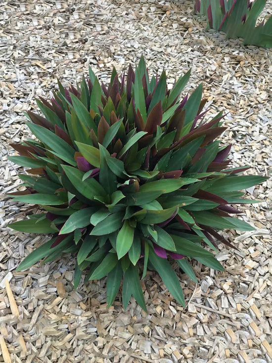 Tradescantia Spathacea Compacta Plant or Oyster Plant, Rhoeo Spathacea,Boat Lily with Green, Purple coloured leaves and White, Purple coloured flower 