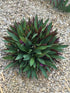 Tradescantia Spathacea Compacta Plant or Oyster Plant, Rhoeo Spathacea,Boat Lily with Green, Purple coloured leaves and White, Purple coloured flower 