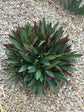 Tradescantia Spathacea Compacta Plant or Oyster Plant, Rhoeo Spathacea,Boat Lily with Green, Purple coloured leaves and White, Purple coloured flower 