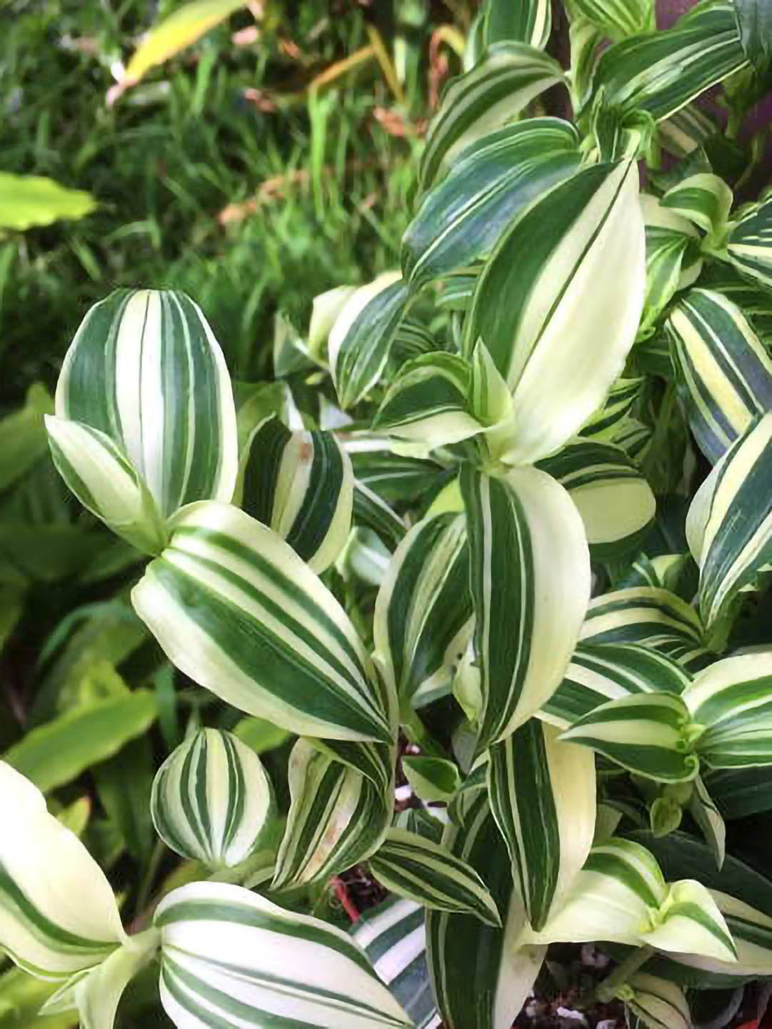 Tradescantia Fluminensis Variegata Plant or Spiderwort, Inchh Plant,Wandering Jew with Green and White Stripes coloured leaves