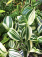 Tradescantia Fluminensis Variegata Plant or Spiderwort, Inchh Plant,Wandering Jew with Green and White Stripes coloured leaves