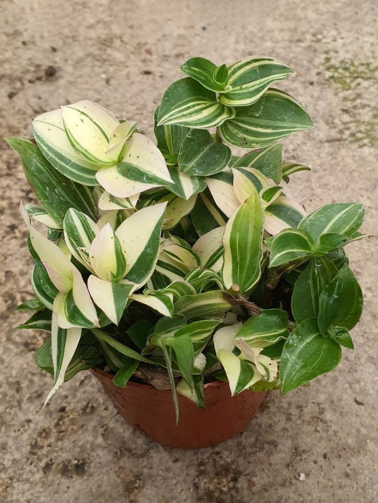 Tradescantia Fluminensis Variegata 