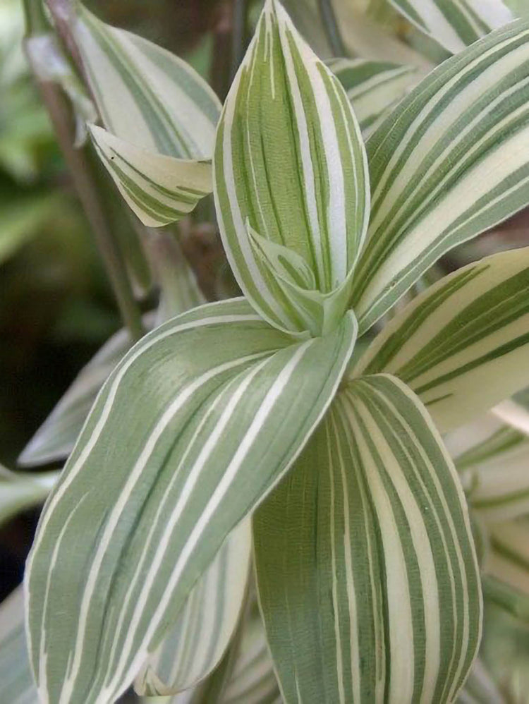 Tradescantia Fluminensis Variegata 