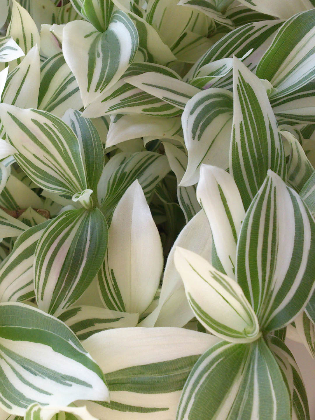 Tradescantia Fluminensis Variegata 