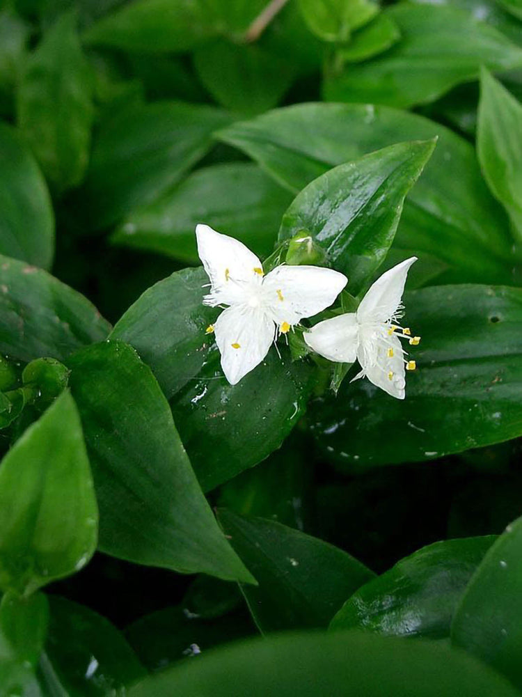 Tradescantia Fluminensis Green Plant or Spiderwort, Inchh Plant,Wandering Jew with Green coloured leaves and White coloured flower 