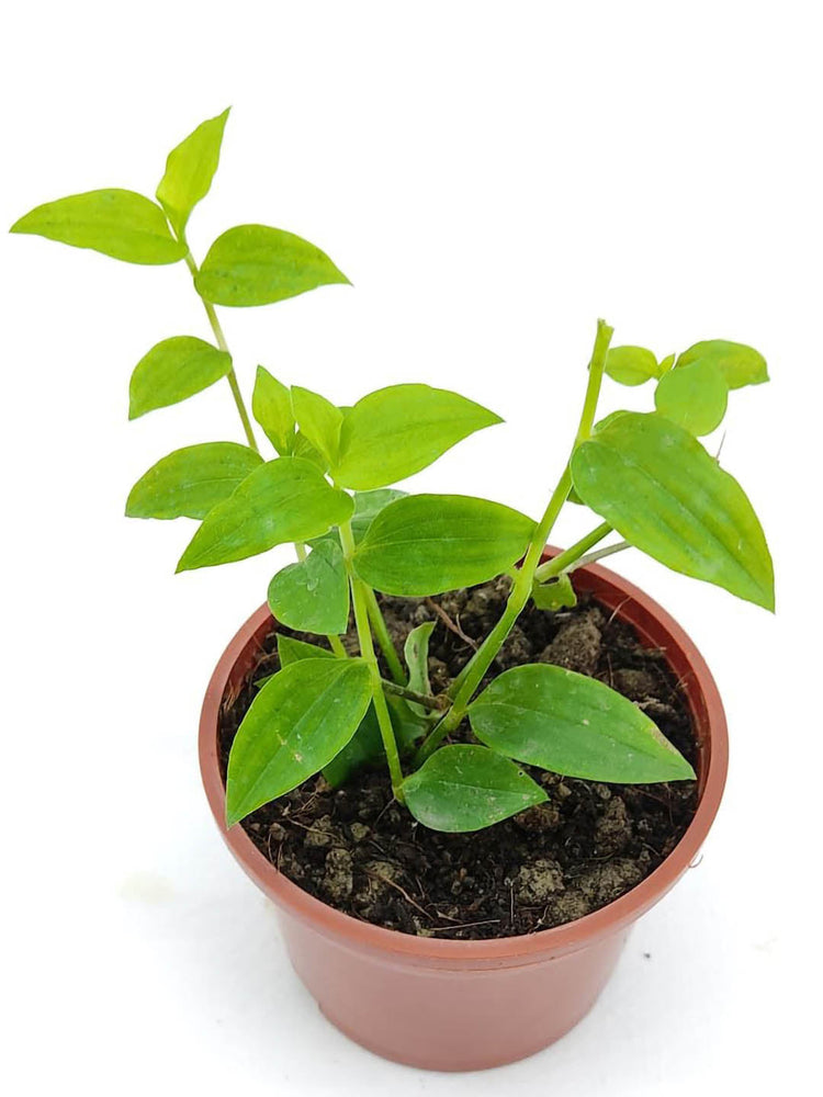 Tradescantia Fluminensis Green 