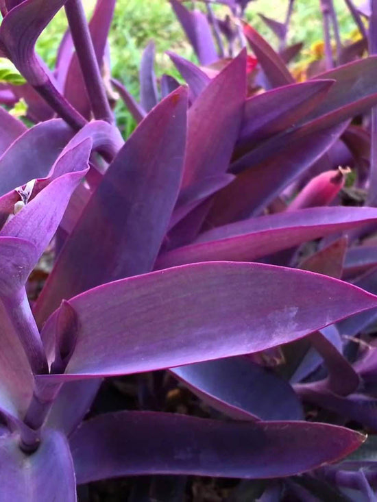 Tradescantia Pallida Plant or Wandering Jew,Purple Heart Plant with Purple coloured leaves