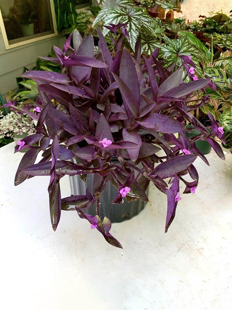 purple heart plant potted Purple Heart Plant – Potclay