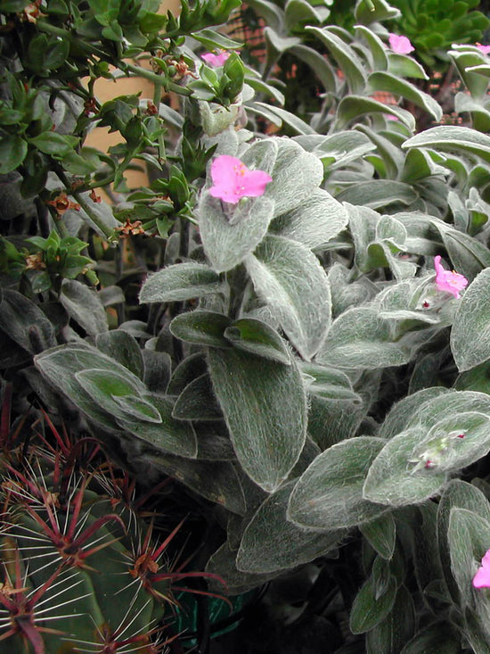 Tradescantia Sillamontan Plant or Spiderwort, Inchh Plant,Wandering Jew with Green coloured leaves