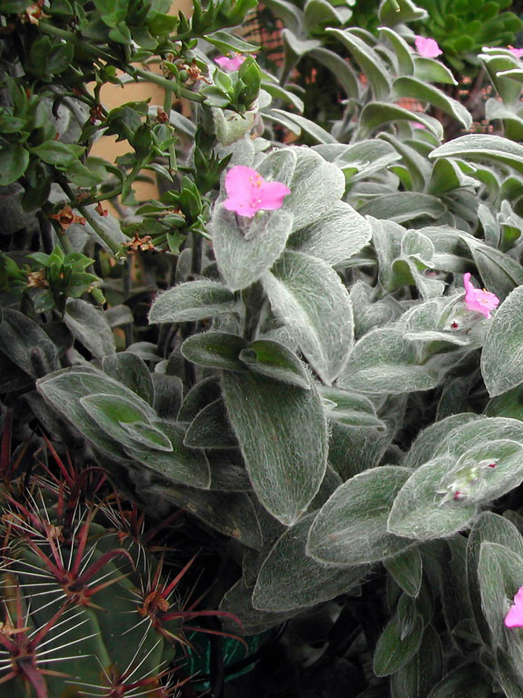 Tradescantia Sillamontan Plant or Spiderwort, Inchh Plant,Wandering Jew with Green coloured leaves