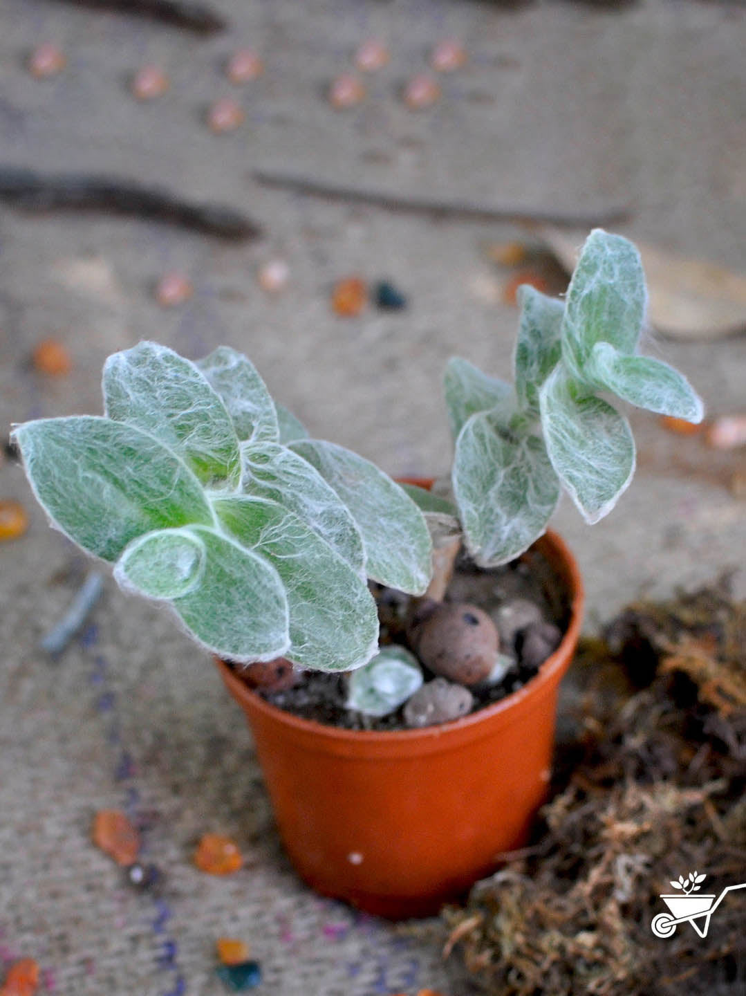 Tradescantia Sillamontan