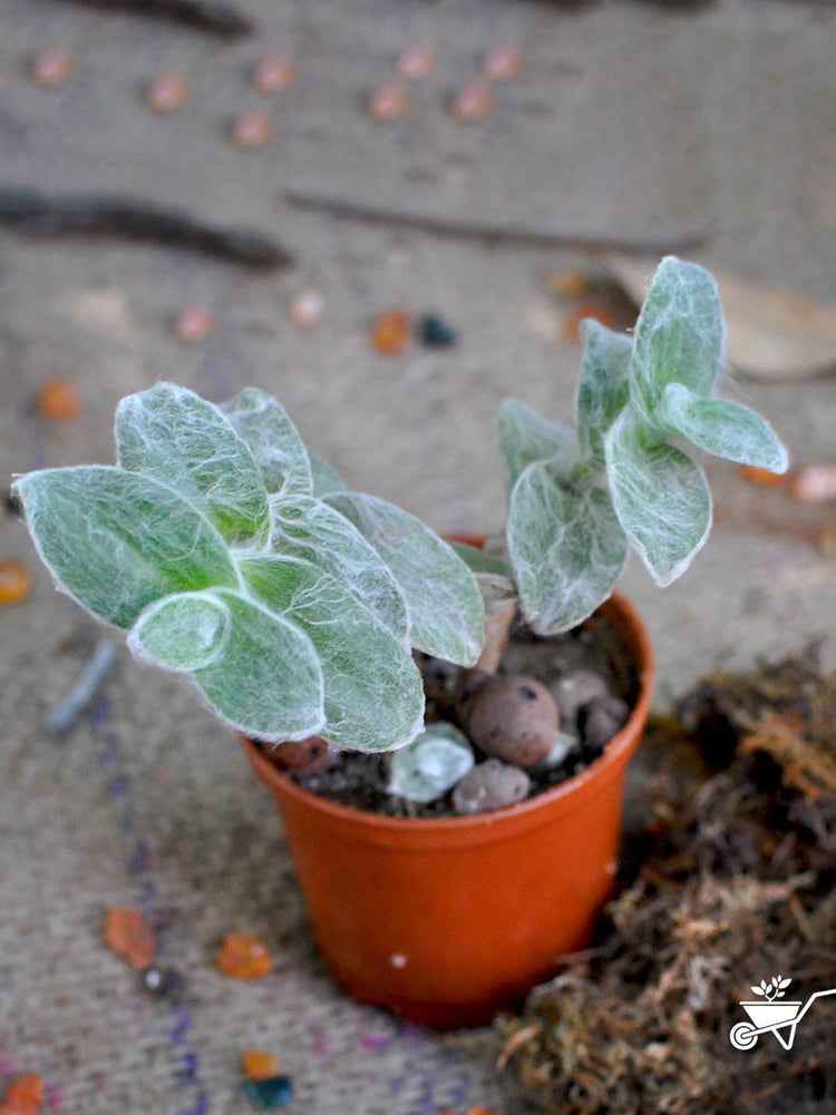 Tradescantia Sillamontan