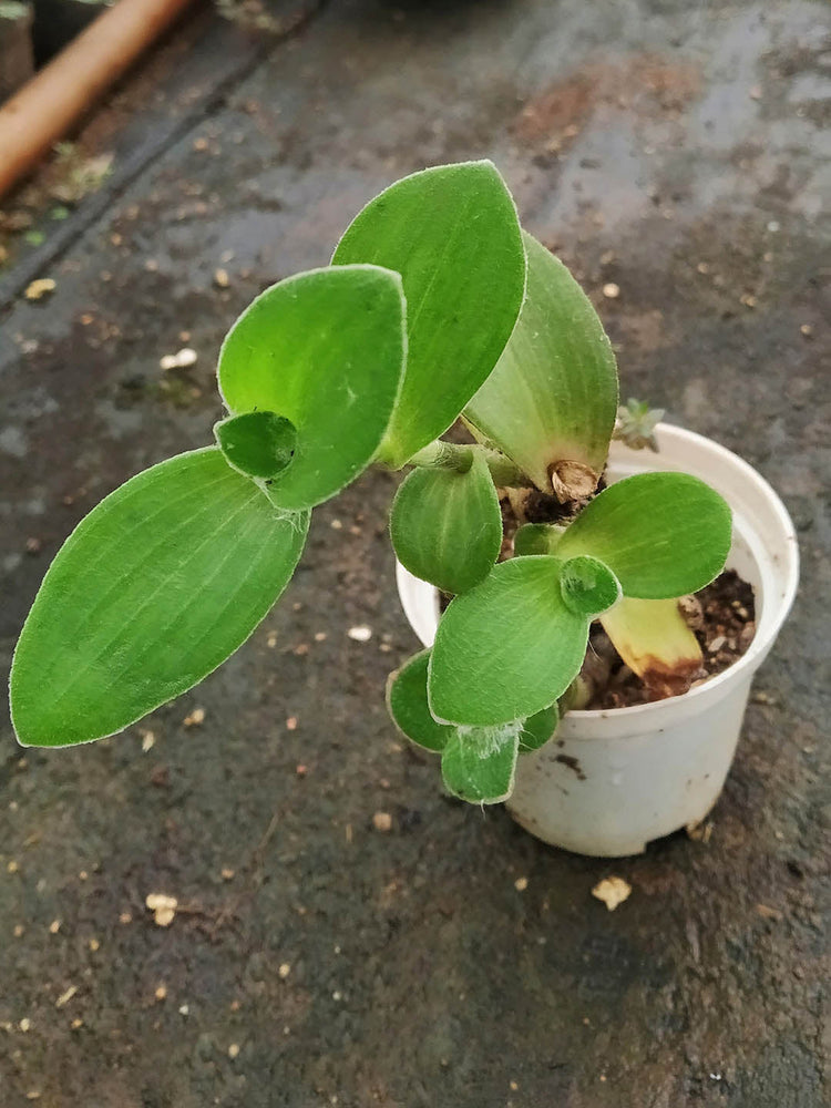 Tradescantia Sillamontan