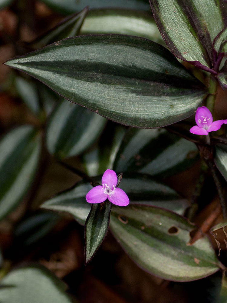 Tradescantia Zebrina Bosse Plant or Spiderwort, Inchh Plant,Wandering Jew with Frost and Dark Green Stripes with Purple Rear coloured leaves