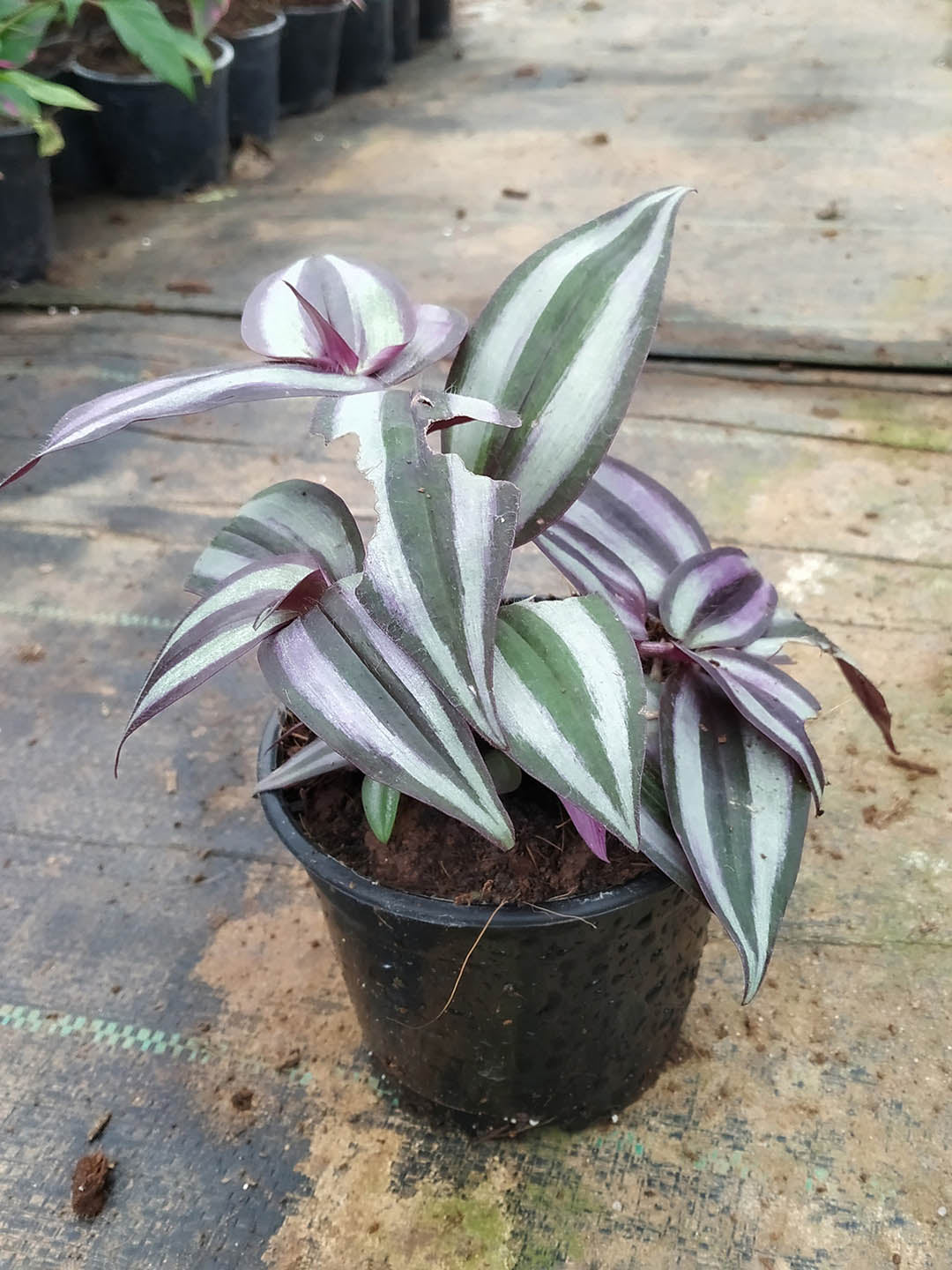 Tradescantia Zebrina Bosse