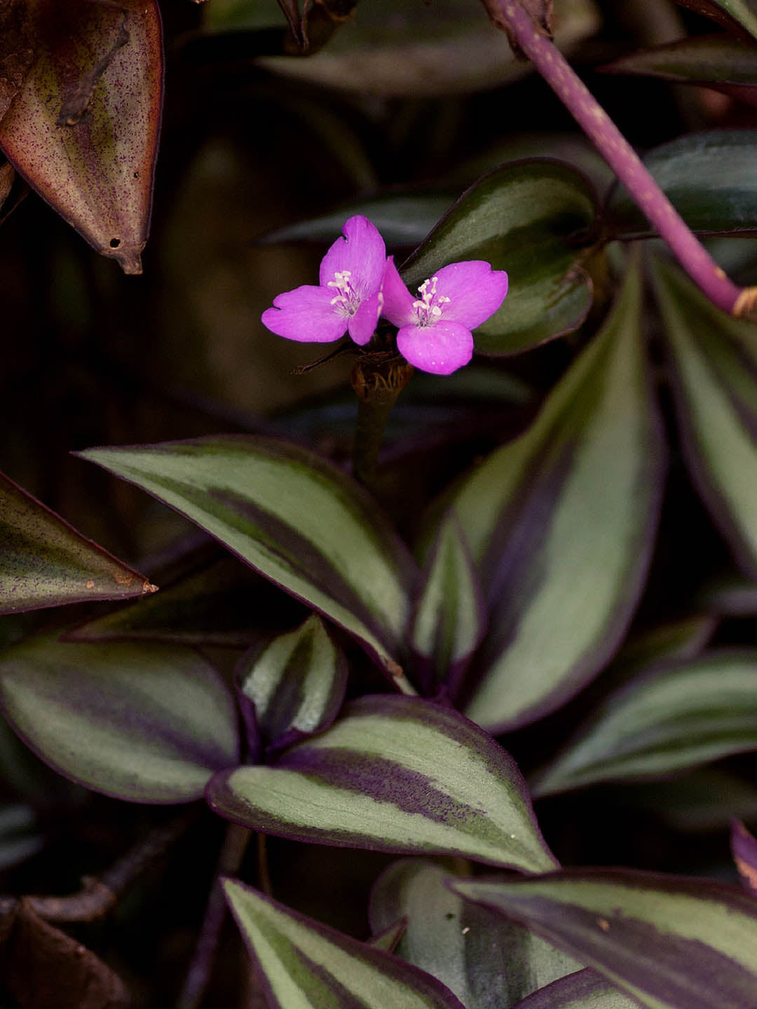 Tradescantia Zebrina Bosse