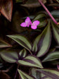 Tradescantia Zebrina Bosse