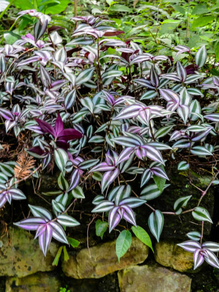 Tradescantia Zebrina Bosse