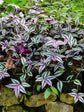 Tradescantia Zebrina Bosse