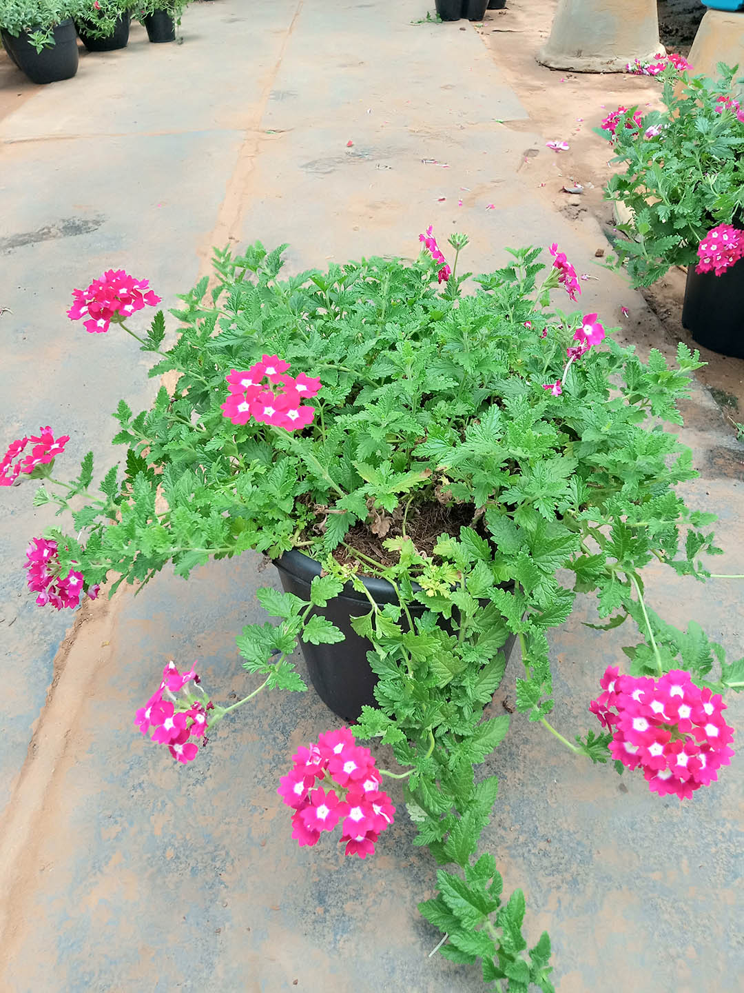 Verbena Hybrida Tuscany Rose Plant or Glandularia, Common Garden Verbena with Green coloured leaves and Pink with White coloured flower 