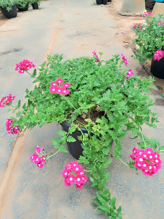 Verbena Hybrida Tuscany Rose Plant or Glandularia, Common Garden Verbena with Green coloured leaves and Pink with White coloured flower 