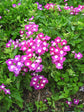 Verbena Hybrida Tuscany Rose 