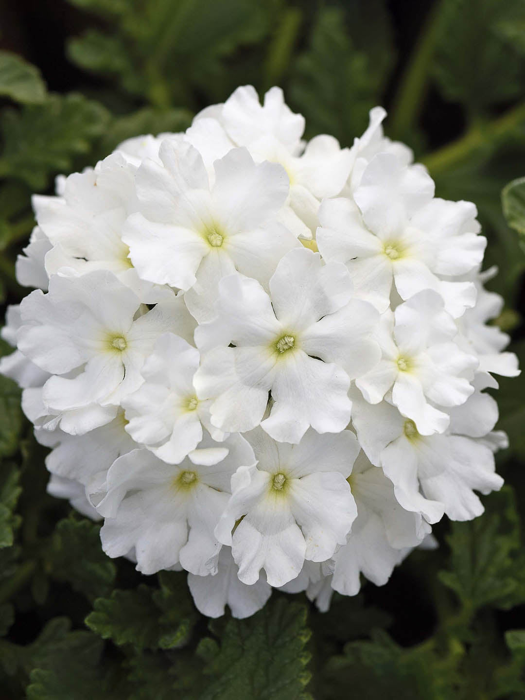 Verbena Hybrida Tuscany white Plant or Glandularia, Common Garden Verbena with Green coloured leaves and White coloured flower 