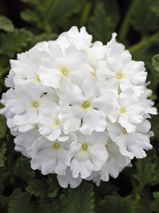 Verbena Hybrida Tuscany white Plant or Glandularia, Common Garden Verbena with Green coloured leaves and White coloured flower 