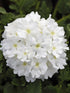 Verbena Hybrida Tuscany white Plant or Glandularia, Common Garden Verbena with Green coloured leaves and White coloured flower 