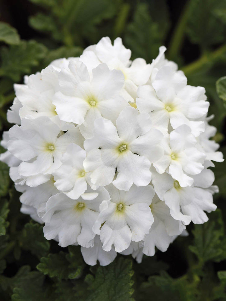 Verbena Hybrida Tuscany white Plant or Glandularia, Common Garden Verbena with Green coloured leaves and White coloured flower 