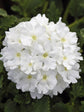 Verbena Hybrida Tuscany white Plant or Glandularia, Common Garden Verbena with Green coloured leaves and White coloured flower 