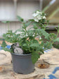 Verbena Hybrida Tuscany white 