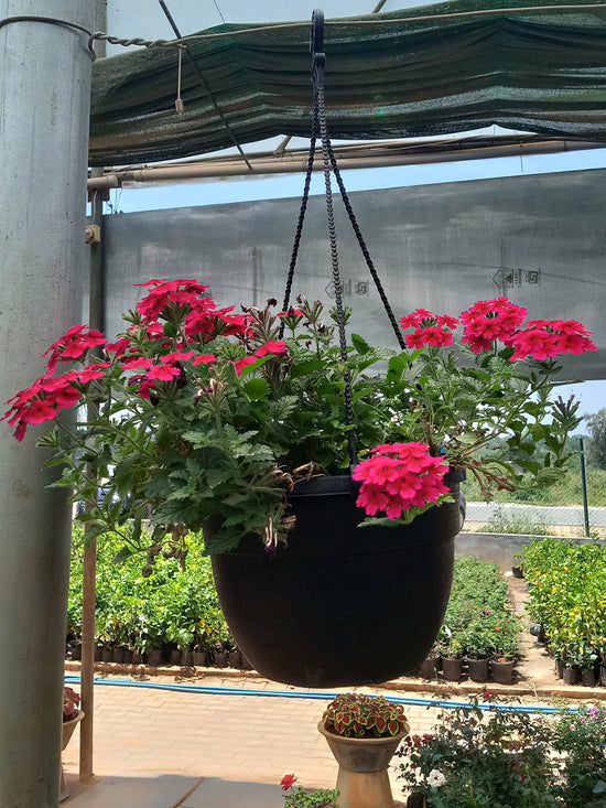 Verbena Peruviana Endusrascape Red Plant or Glandularia, Common Garden Verbena with Green coloured leaves and Red coloured flower 