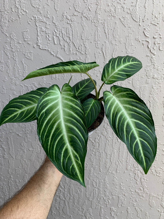 Xanthosoma Lindenii Magnifica Plant or Caladium lindenii, Elephant Ears with Green coloured leaves