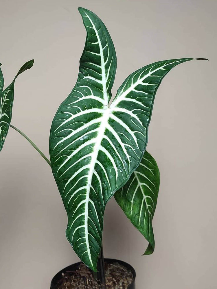 Xanthosoma Lindenii Magnifica