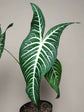 Xanthosoma Lindenii Magnifica