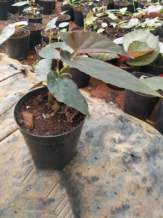 Begonia Arabian Sunset Plant or Begonia with Bronze coloured leaves and Red coloured flower 