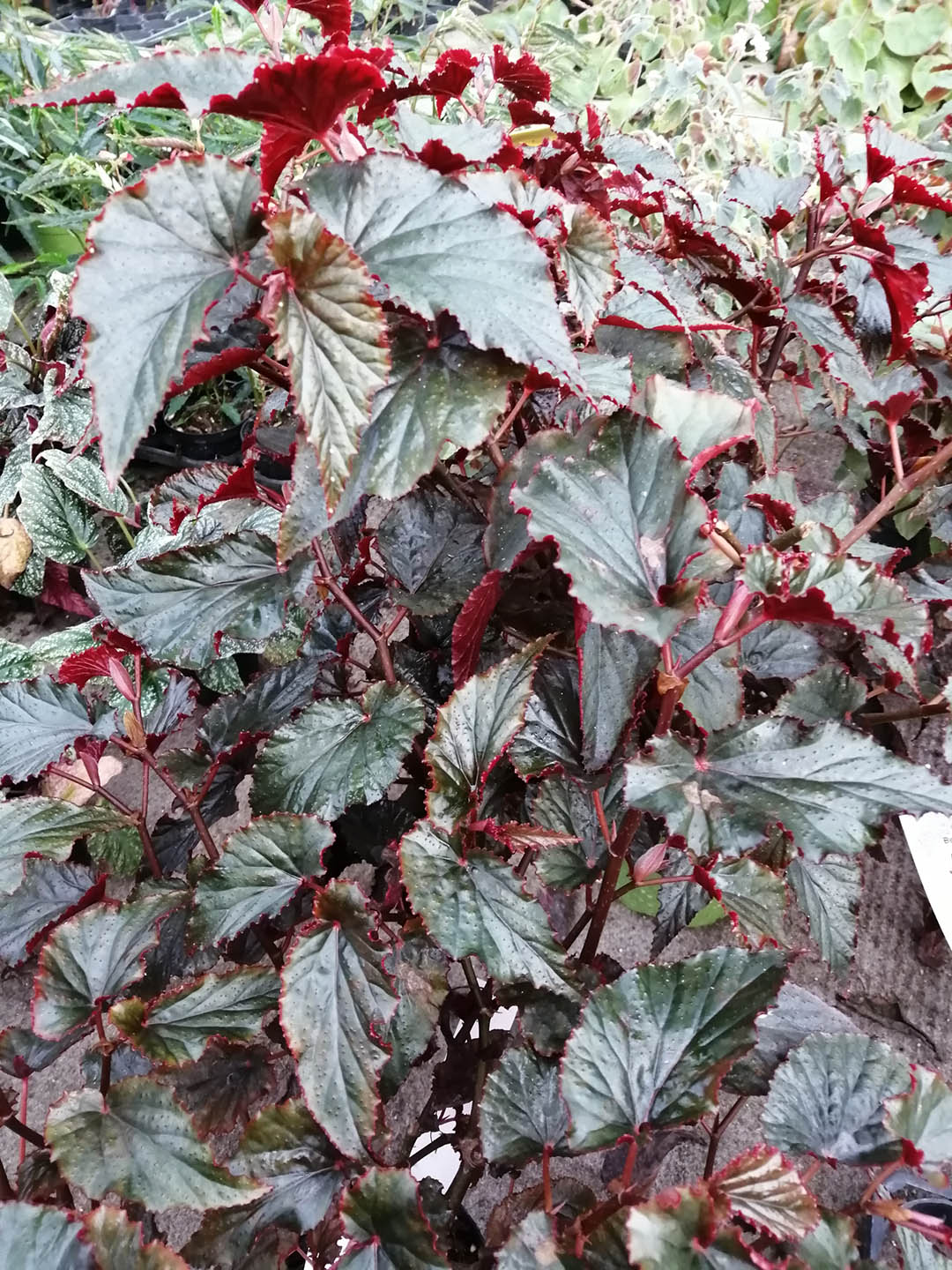 Begonia Arabian Sunset