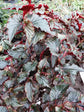 Begonia Arabian Sunset